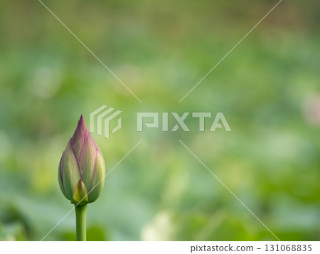 蓮花的芽 131068835