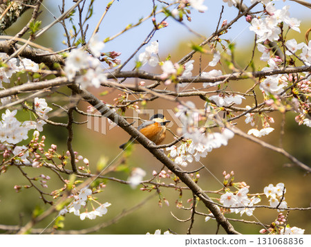 櫻花叢中的雜色山雀 131068836