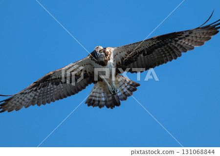 A fearless osprey in flight 131068844