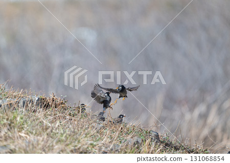 Starling kicking Starling kicking 131068854