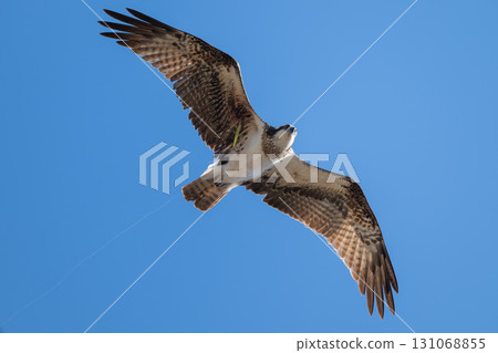 An osprey with a lure stuck in its wing An osprey with a lure stuck in its wing 131068855