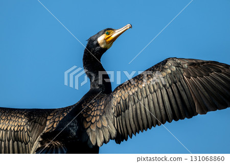 鸕鶿乾燥羽毛 鸕鶿乾燥羽毛 131068860