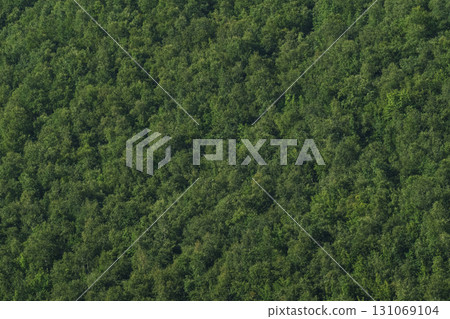 Solid Texture of a green forest 131069104