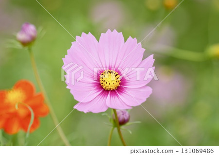 秋天的花朵粉紅色的宇宙 秋天的花朵粉紅色的宇宙 131069486
