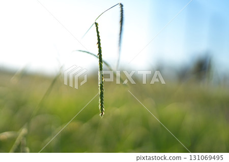 Poa annuove Poa annuove 131069495