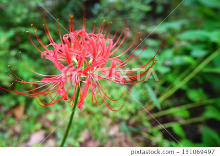 群集孤挺花 131069497