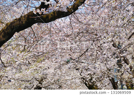 Tokiwadaira Sakura Festival: Beautiful cherry blossoms in full bloom on Tokiwadaira Sakura Street (Matsudo City, Chiba Prefecture) 131069509