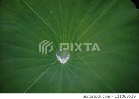 The delicate lotus leaves of the gourd pond in Okawa River Park, Osaka City 131069539