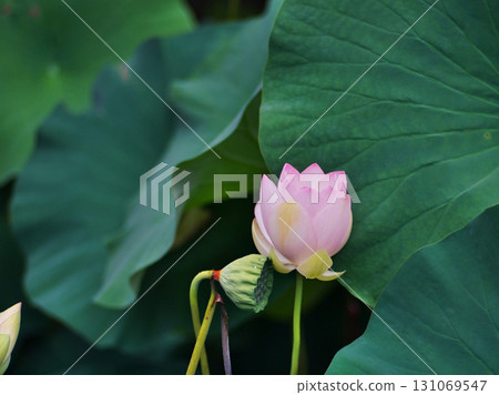The delicate lotus flowers of the gourd pond in Okawa River Park, Osaka City The delicate lotus flowers of the gourd pond in Okawa River Park, Osaka City 131069547