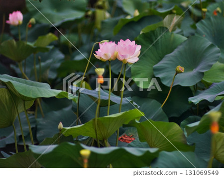 The delicate lotus flowers of the gourd pond in Okawa River Park, Osaka City The delicate lotus flowers of the gourd pond in Okawa River Park, Osaka City 131069549