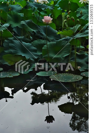 The delicate lotus flowers of the gourd pond in Okawa River Park, Osaka City 131069555