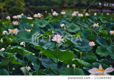 The delicate lotus flowers of the gourd pond in Okawa River Park, Osaka City 131069560
