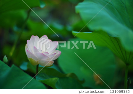 大阪市大川河畔公園葫蘆池的荷花十分嬌嫩 大阪市大川河畔公園葫蘆池的荷花十分嬌嫩 131069585