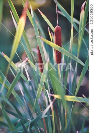 Cattails at Hyōtan Pond in Okawa River Park, Osaka City Cattails at Hyōtan Pond in Okawa River Park, Osaka City 131069590
