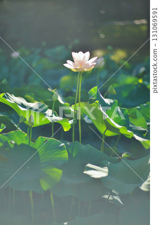 The delicate lotus flowers of the gourd pond in Okawa River Park, Osaka City 131069591
