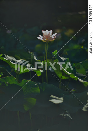 The delicate lotus flowers of the gourd pond in Okawa River Park, Osaka City The delicate lotus flowers of the gourd pond in Okawa River Park, Osaka City 131069592