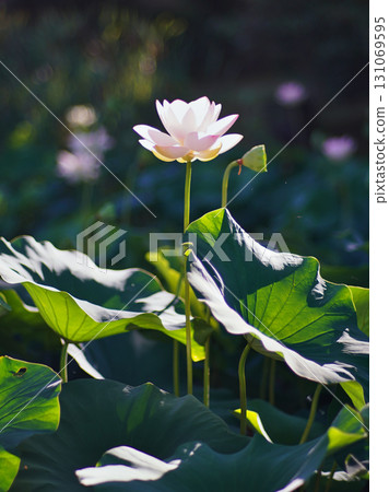The delicate lotus flowers of the gourd pond in Okawa River Park, Osaka City 131069595