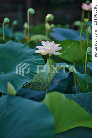 The delicate lotus flowers of the gourd pond in Okawa River Park, Osaka City The delicate lotus flowers of the gourd pond in Okawa River Park, Osaka City 131069596