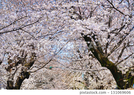 Tokiwadaira Sakura Festival: Beautiful cherry blossoms in full bloom on Tokiwadaira Sakura Street (Matsudo City, Chiba Prefecture) 131069606