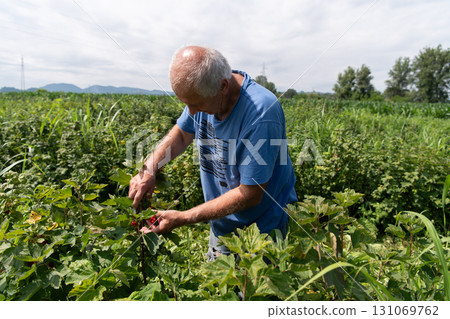 Senior Farmer Carefully Inspecting His Blueberry Farm to Ensure Quality and Progress 131069762
