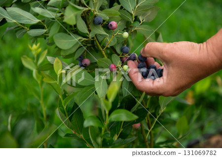 Close Up of a Womans Hand Gently Picking Fresh Blueberries in the Sunlit Garden 131069782