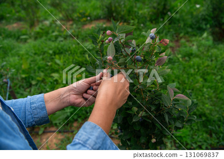 Close Up of a Womans Hand Gently Picking Fresh Blueberries in the Sunlit Garden 131069837