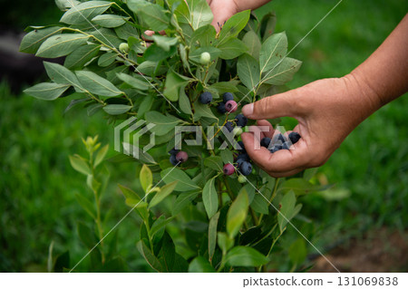 Close Up of a Womans Hand Gently Picking Fresh Blueberries in the Sunlit Garden Close Up of a Womans Hand Gently Picking Fresh Blueberries in the Sunlit Garden 131069838