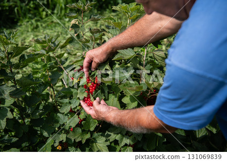 Senior Farmer Carefully Inspecting His Blueberry Farm to Ensure Quality and Progress Senior Farmer Carefully Inspecting His Blueberry Farm to Ensure Quality and Progress 131069839