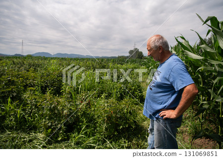 Senior Farmer Walking Through His Fields of Corn, Raspberries, and Blueberries. Senior Farmer Walking Through His Fields of Corn, Raspberries, and Blueberries. 131069851