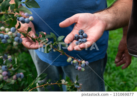 Father and Son Farmers Inspecting the Quality of Their Blueberry Harvest Together. 131069877
