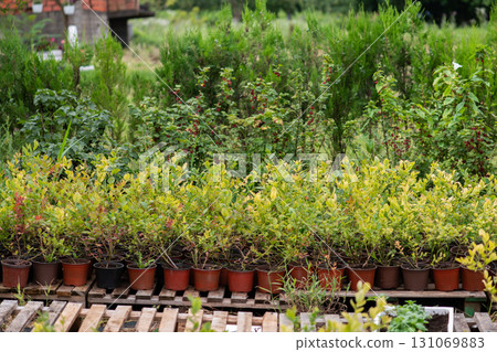 Young Blueberry Seedlings Ready for Future Production of Fresh Juices. 131069883
