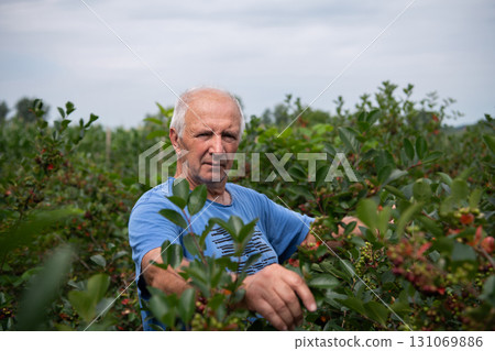 Senior Farmer Carefully Inspecting His Blueberry Farm to Ensure Quality and Progress 131069886