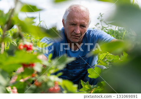 Senior Farmer Carefully Inspecting His Blueberry Farm to Ensure Quality and Progress Senior Farmer Carefully Inspecting His Blueberry Farm to Ensure Quality and Progress 131069891