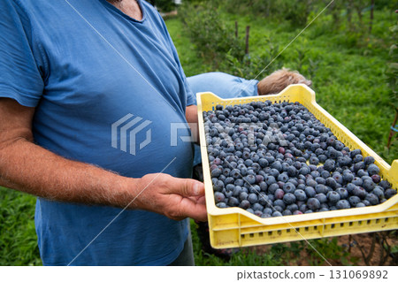 Senior Farmer Carrying a Basket of Freshly Picked Blueberries from His Farm. 131069892