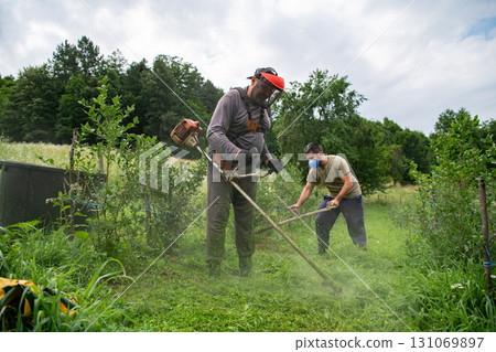 Team of Farmers Mowing Grass Around Raspberry and Blueberry Seedlings to Maintain Their Small Farm. 131069897