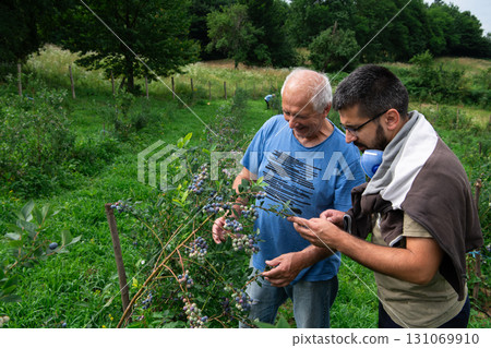 Father and Son Farmers Inspecting the Quality of Their Blueberry Harvest Together. 131069910