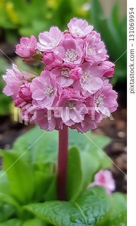 Cluster of delicate pink flowers stands gracefully with water droplets covering each petal beautifully after rainfall 131069954
