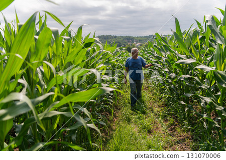 Senior Farmer Walking Through His Fields of Corn, Raspberries, and Blueberries. Senior Farmer Walking Through His Fields of Corn, Raspberries, and Blueberries. 131070006