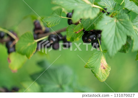Freshly Picked Blueberries Ready for Harvest: Natures Sweet Delight. Freshly Picked Blueberries Ready for Harvest: Natures Sweet Delight. 131070027