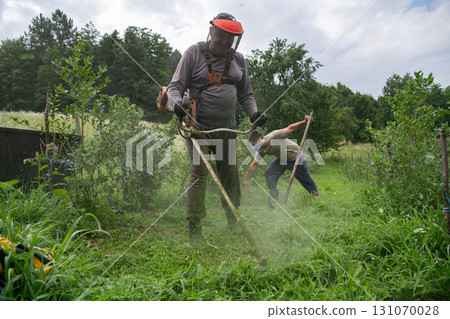 Team of Farmers Mowing Grass Around Raspberry and Blueberry Seedlings to Maintain Their Small Farm. 131070028