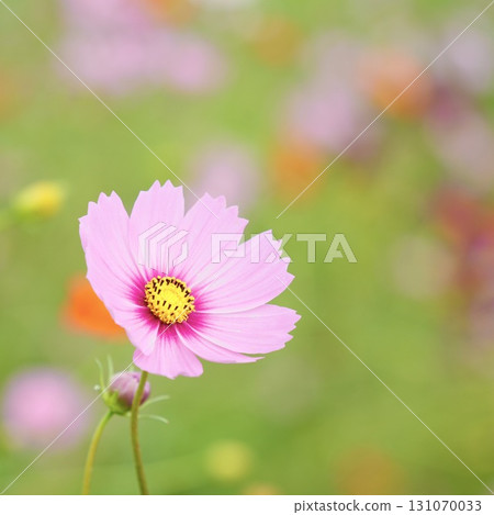 Autumn flower pink cute cosmos Autumn flower pink cute cosmos 131070033