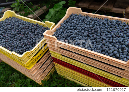 Close Up of Freshly Picked Blueberries Showcasing Natures Sweetness and Quality. 131070037