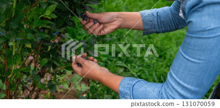 Close Up of a Womans Hand Gently Picking Fresh Blueberries in the Sunlit Garden Close Up of a Womans Hand Gently Picking Fresh Blueberries in the Sunlit Garden 131070059