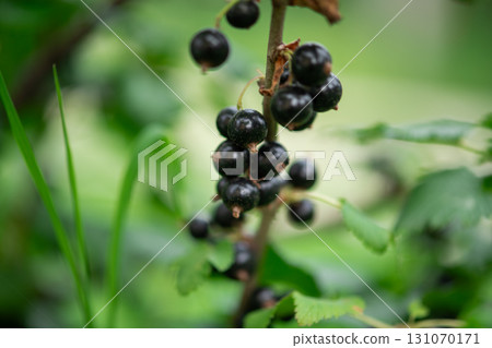 Freshly Picked Blueberries Ready for Harvest: Natures Sweet Delight. 131070171