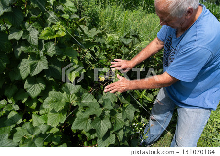 Senior Farmer Carefully Inspecting His Blueberry Farm to Ensure Quality and Progress 131070184