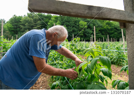 Senior farmer Picking Fresh, Ripe Raspberries in a Sunlit Garden. Senior farmer Picking Fresh, Ripe Raspberries in a Sunlit Garden. 131070187