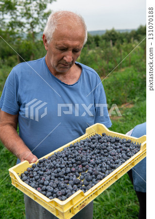 Senior Farmer Carrying a Basket of Freshly Picked Blueberries from His Farm. Senior Farmer Carrying a Basket of Freshly Picked Blueberries from His Farm. 131070188