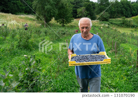 Senior Farmer Carrying a Basket of Freshly Picked Blueberries from His Farm. Senior Farmer Carrying a Basket of Freshly Picked Blueberries from His Farm. 131070190