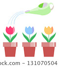 An illustration of three tulip pots being watered with a watering can 131070504