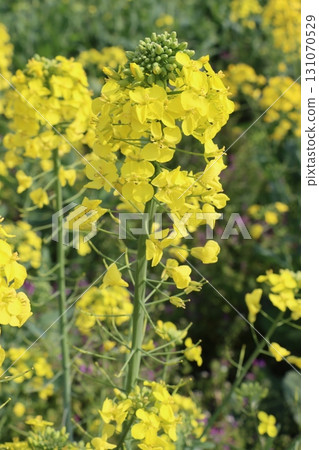 Rape blossoms Rape blossoms 131070529